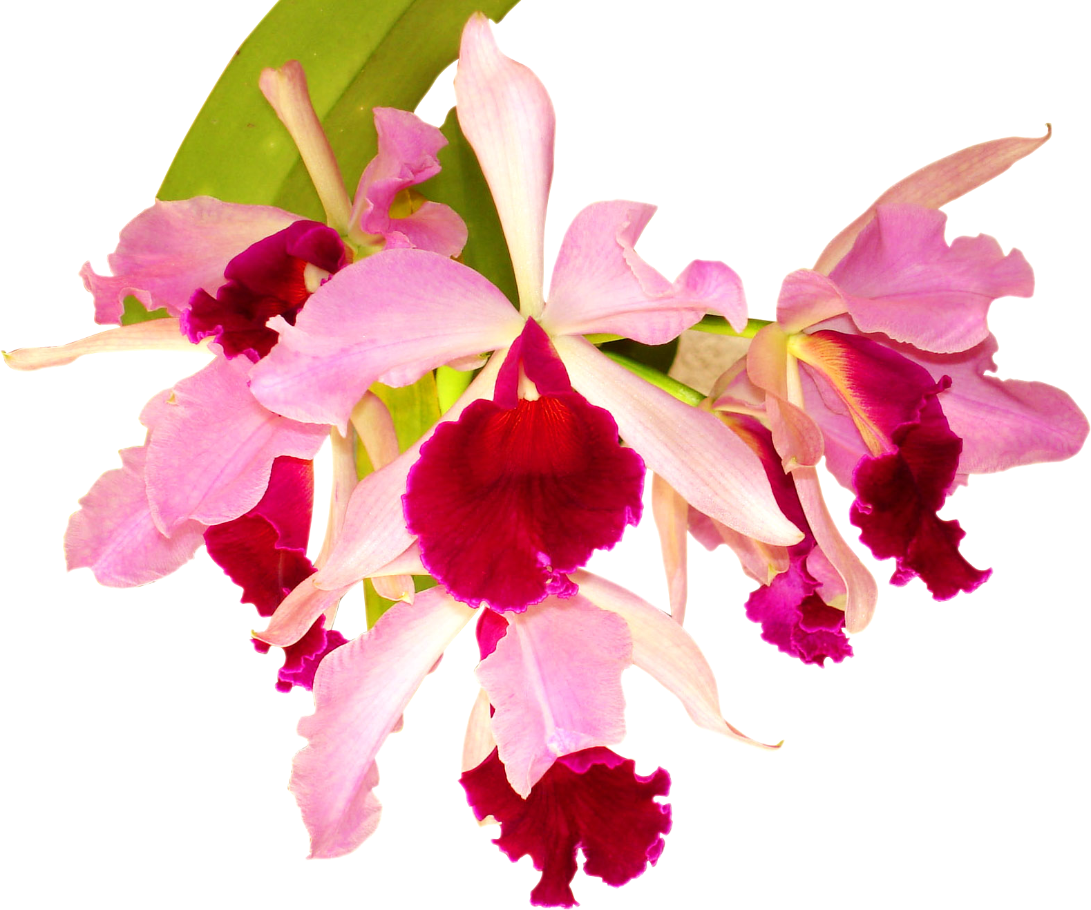 orchid clipart vanilla