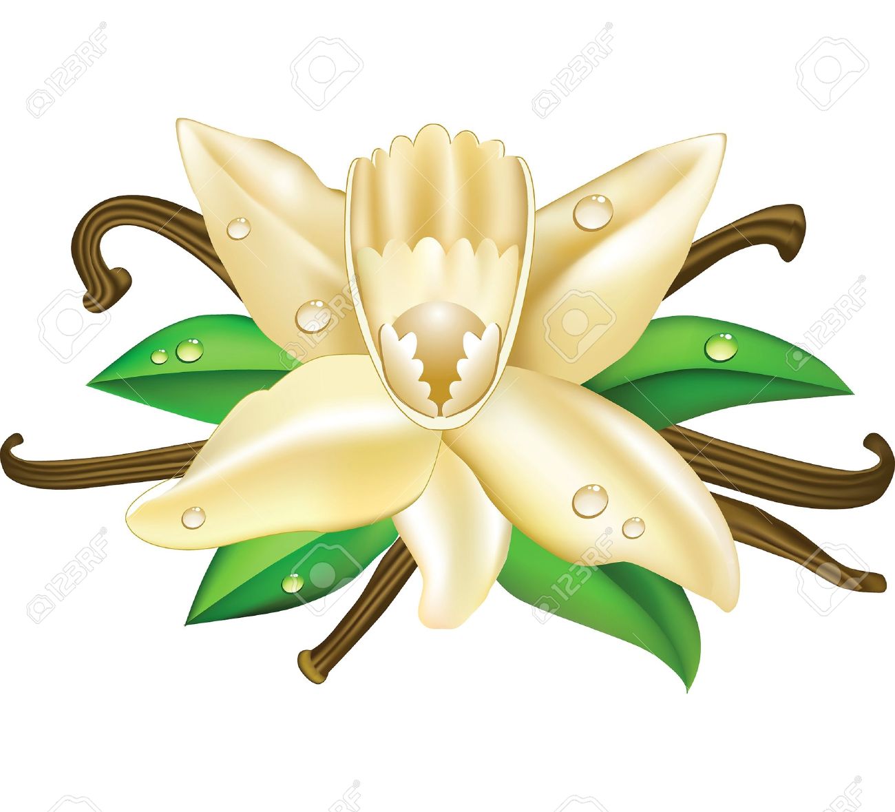 Orchid clipart vanilla. Free download best on