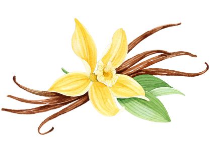 orchid clipart vanilla