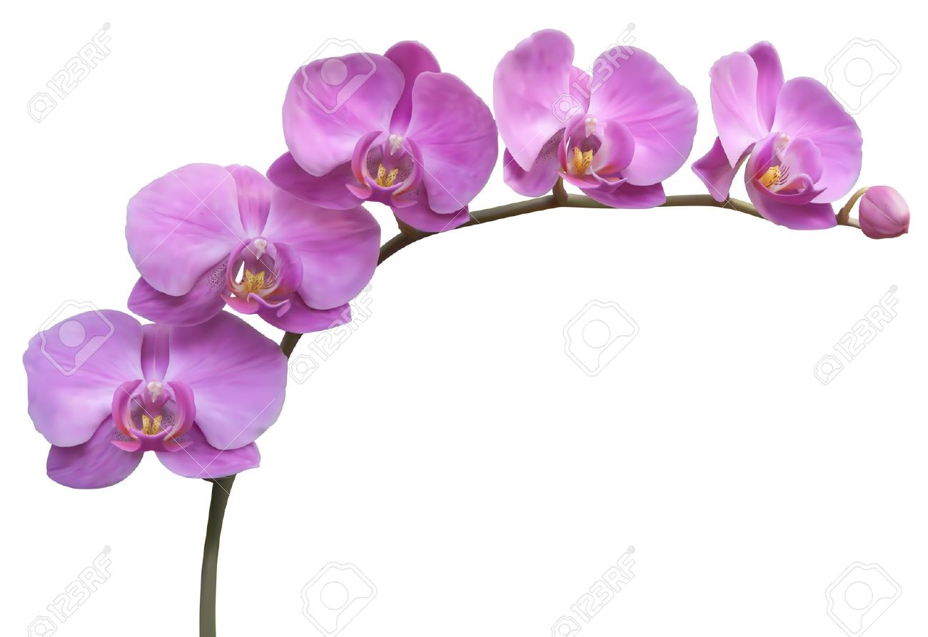 Orchid clipart vector. Like free cliparts download