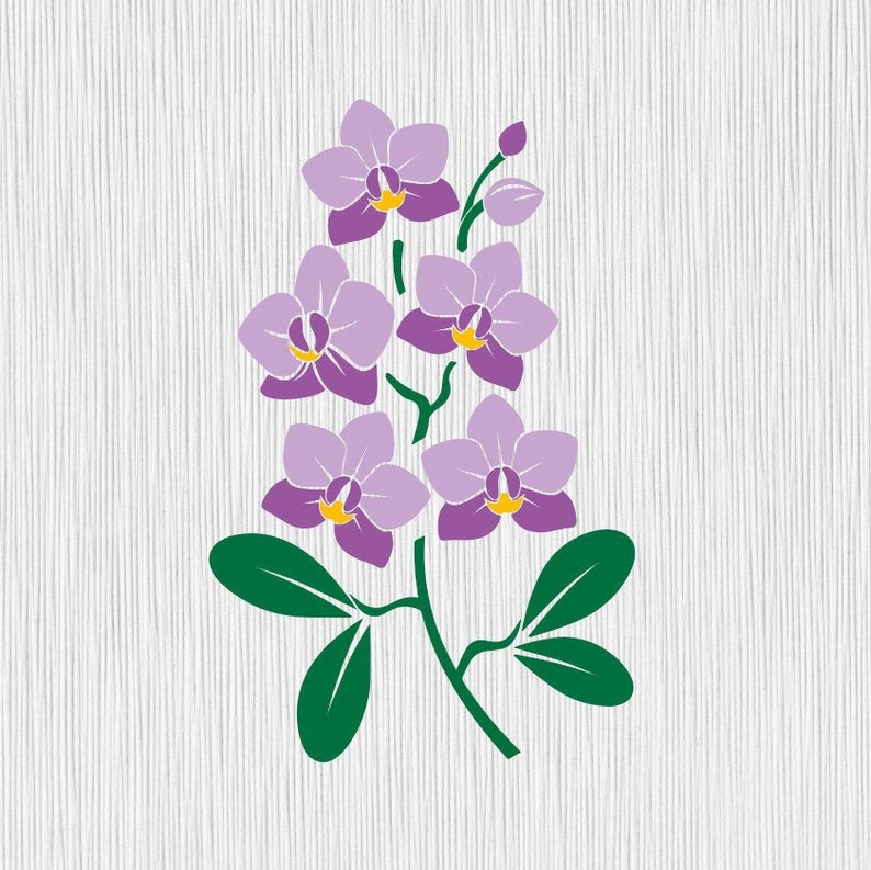 orchid clipart vector