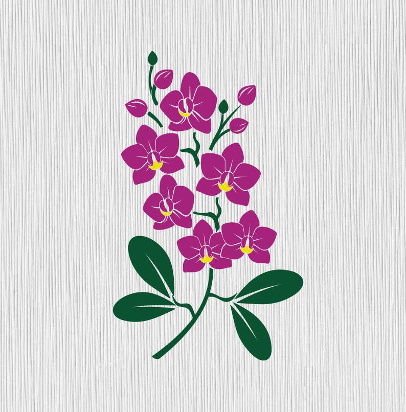 orchid clipart vector