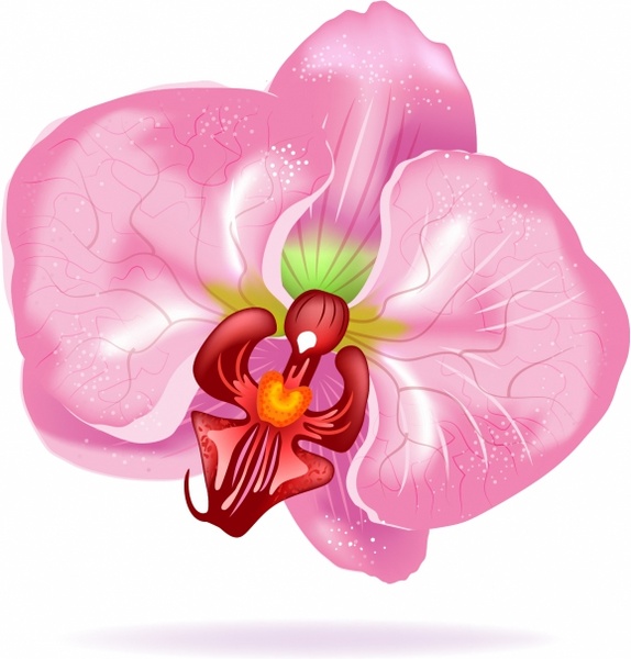 orchid clipart vector