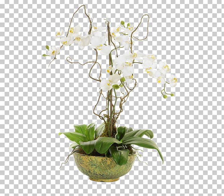 orchid clipart vine