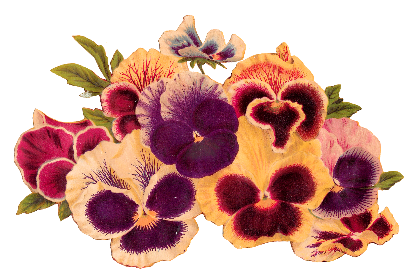 orchid clipart vintage