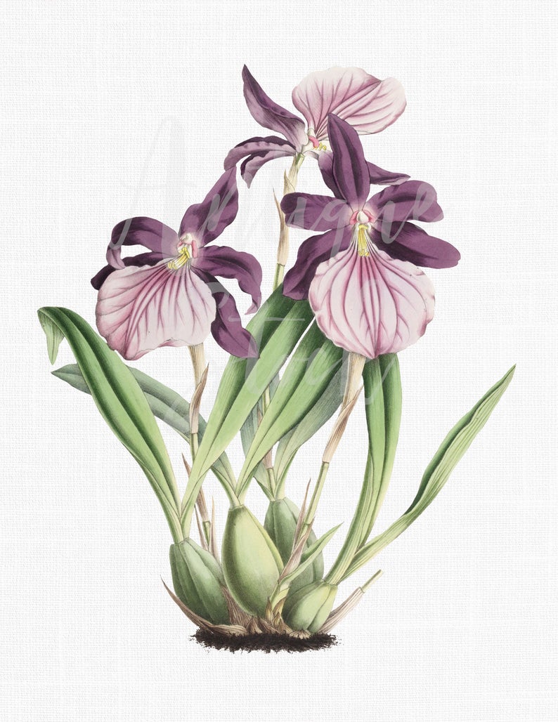 Orchid clipart vintage, Orchid vintage Transparent FREE for download on ...