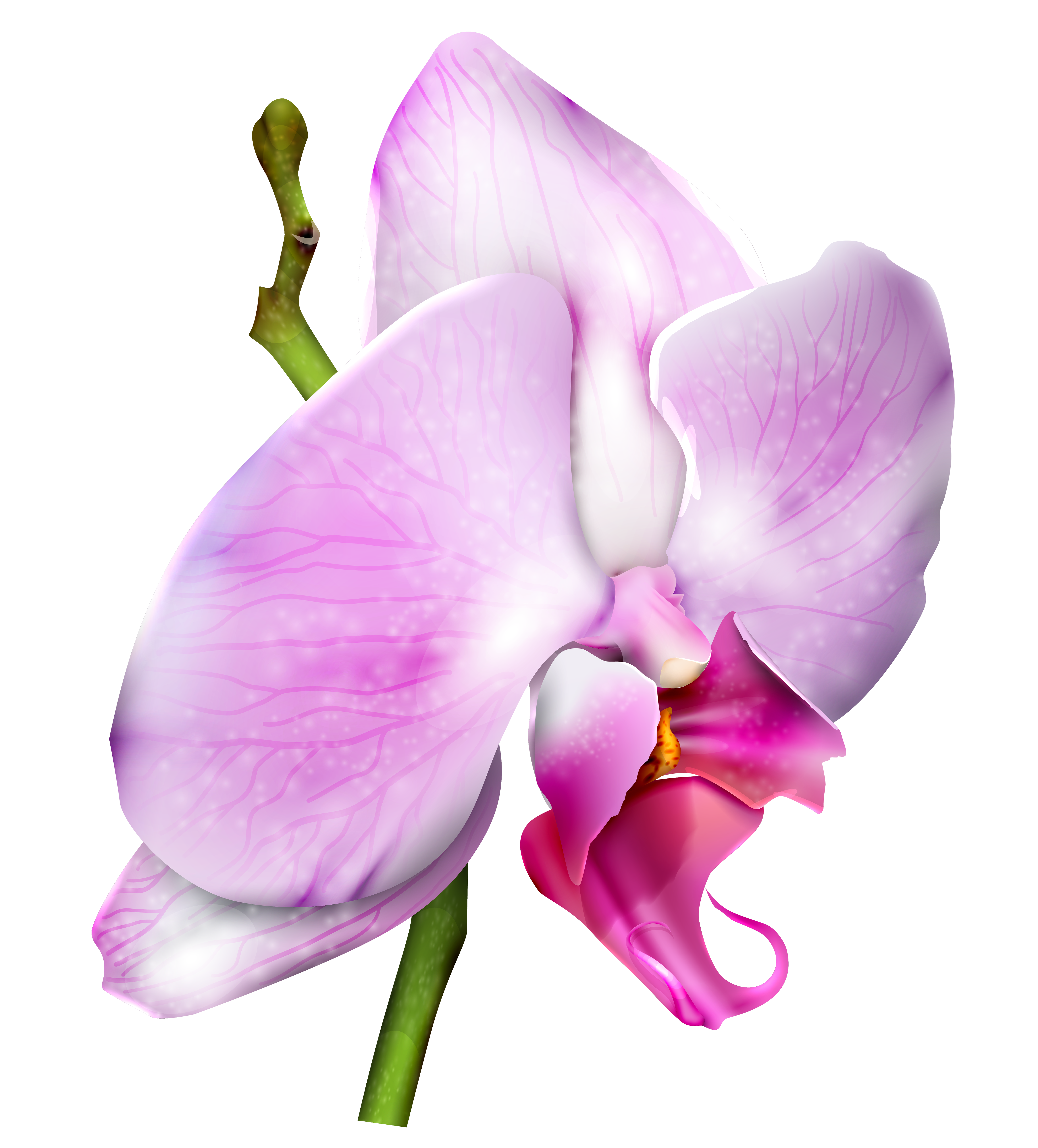 orchid clipart violet orchid