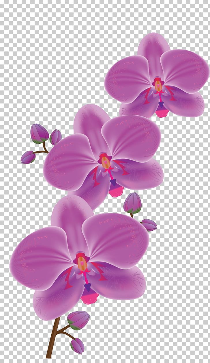 orchid clipart wallpaper hd