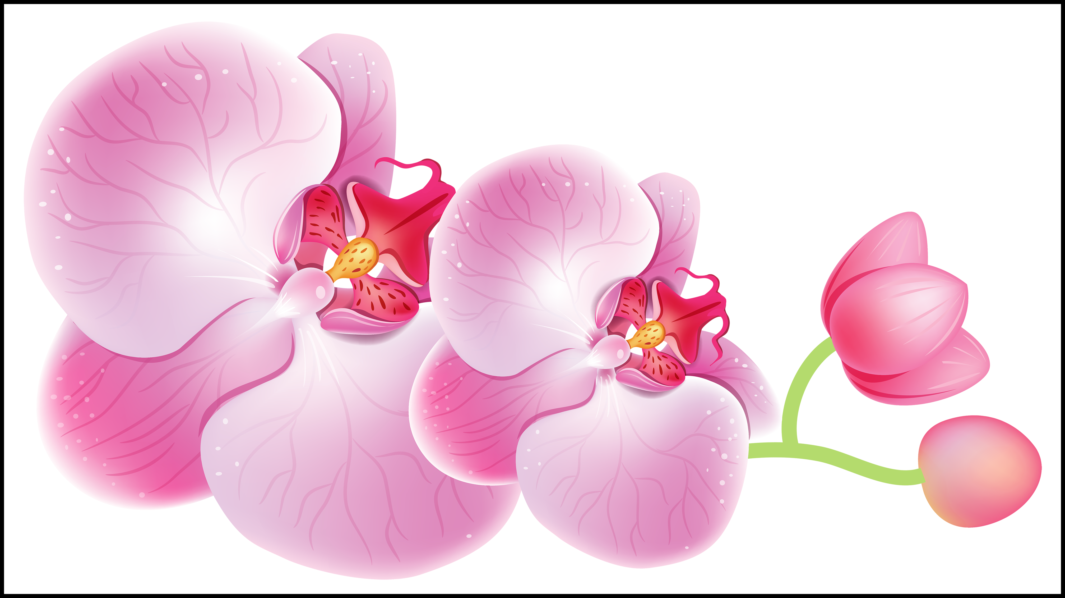 orchid clipart watercolor