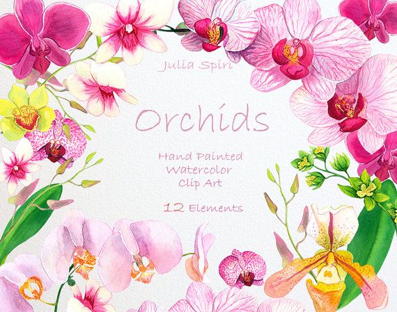 orchid clipart watercolor