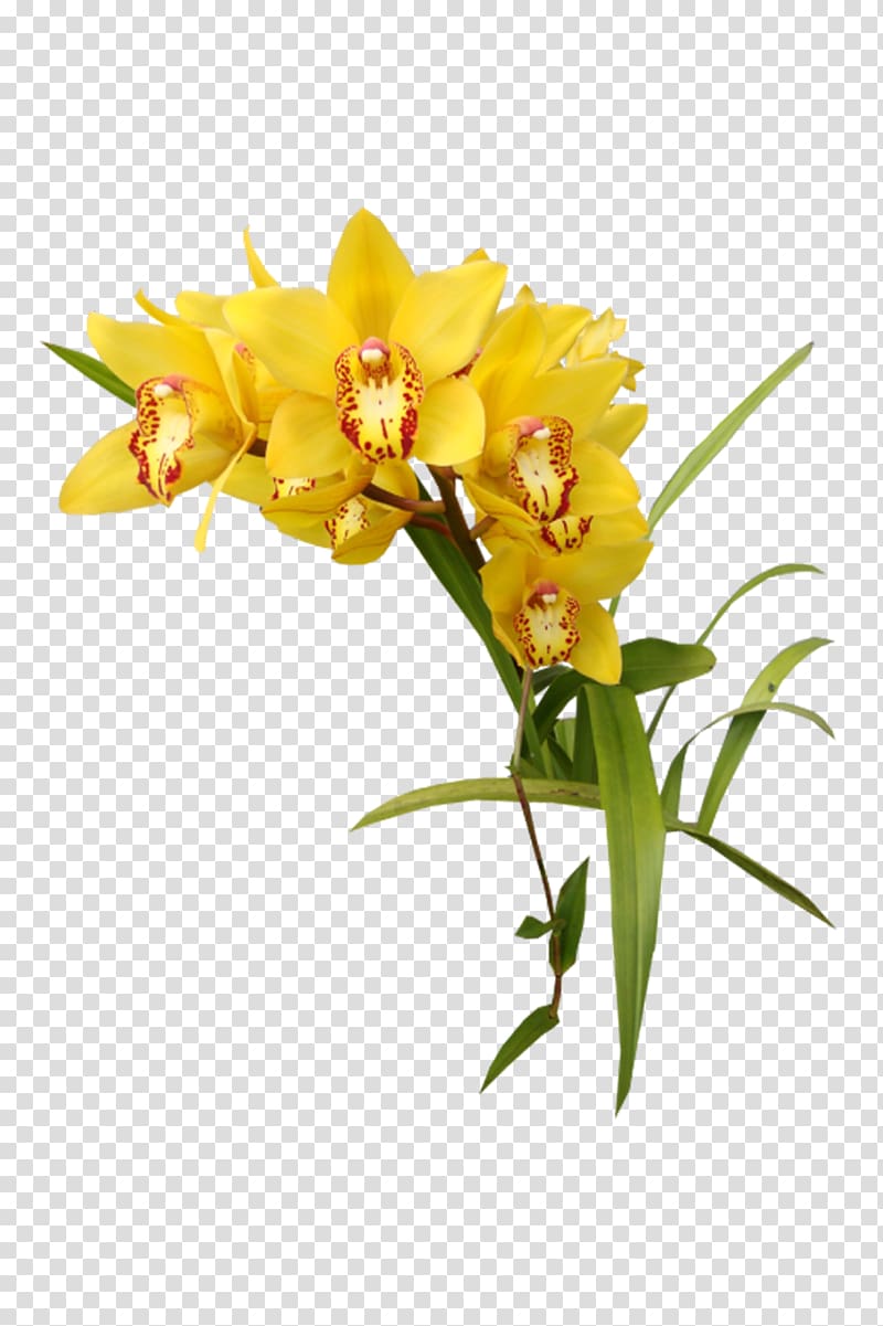 orchid clipart yellow