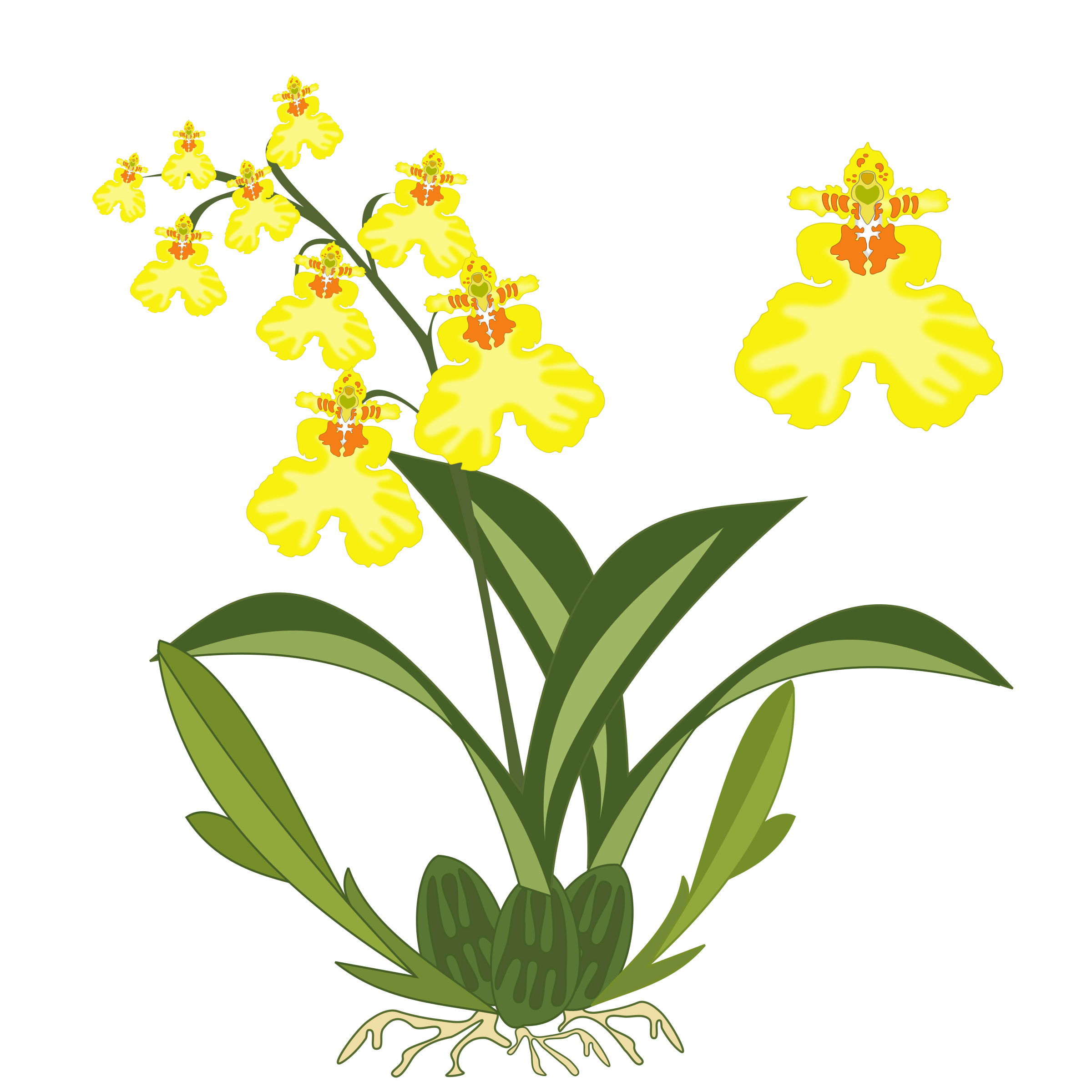 orchid clipart yellow