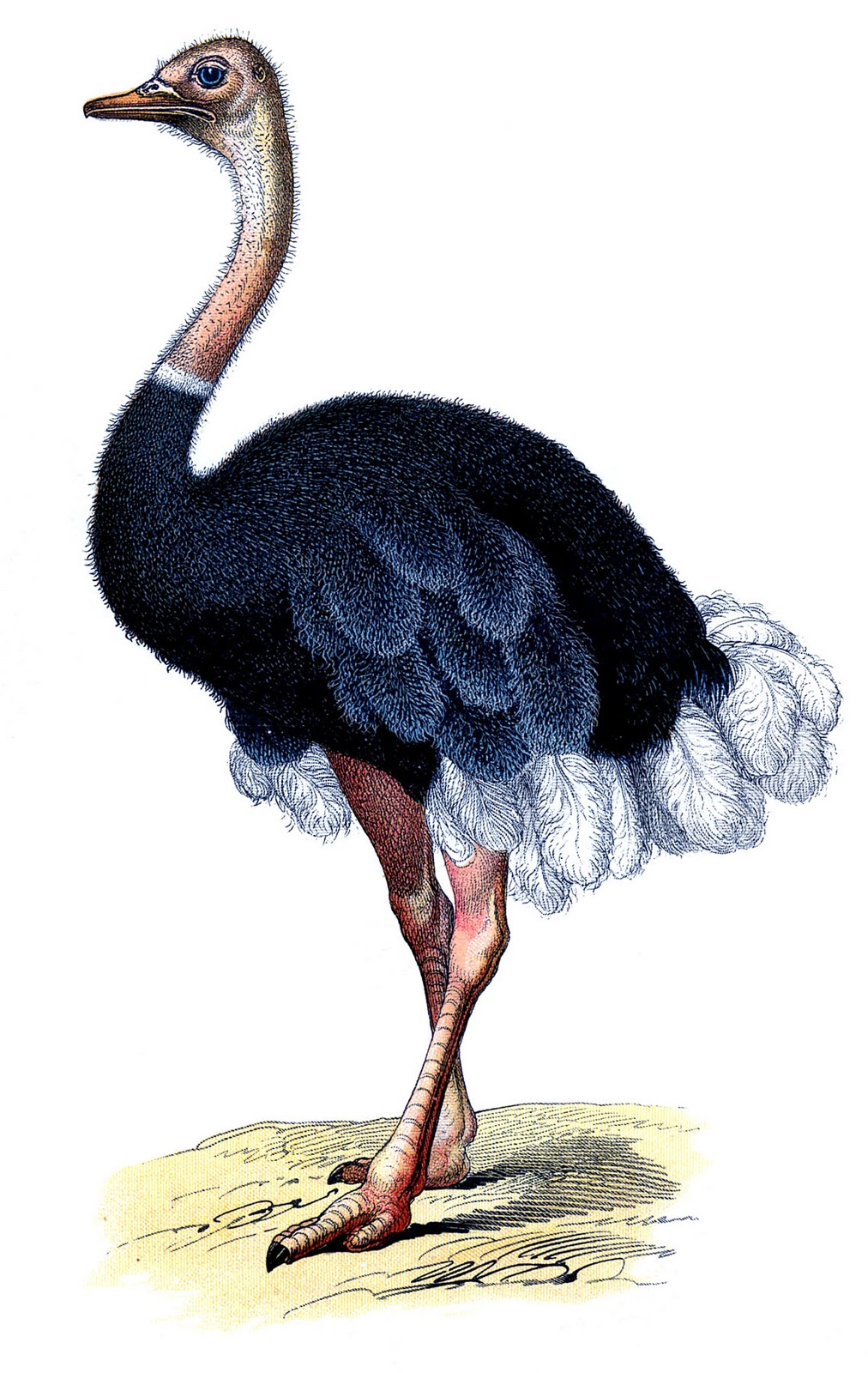 Vintage image wonderful the. Ostrich clipart