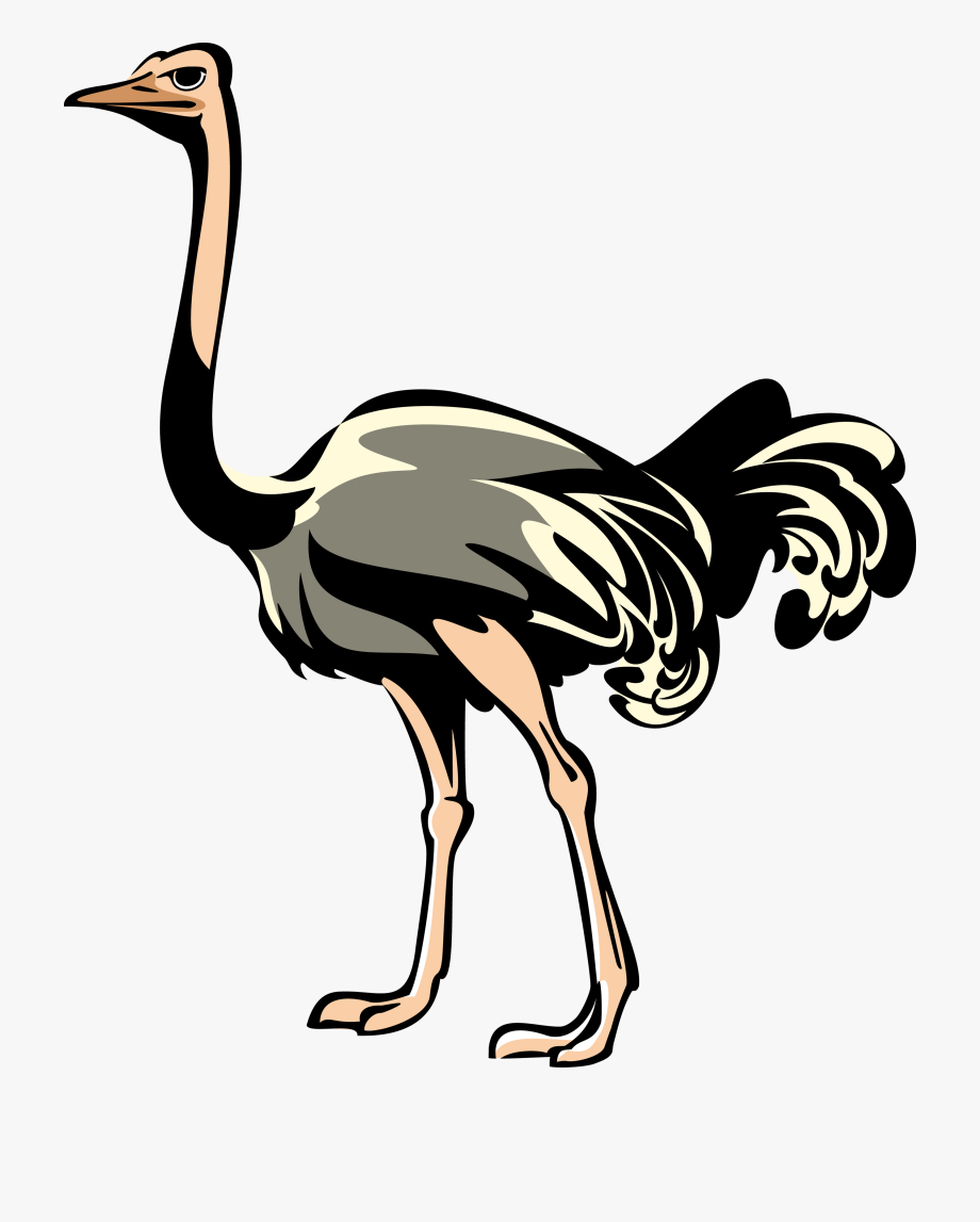 ostrich clipart clip art