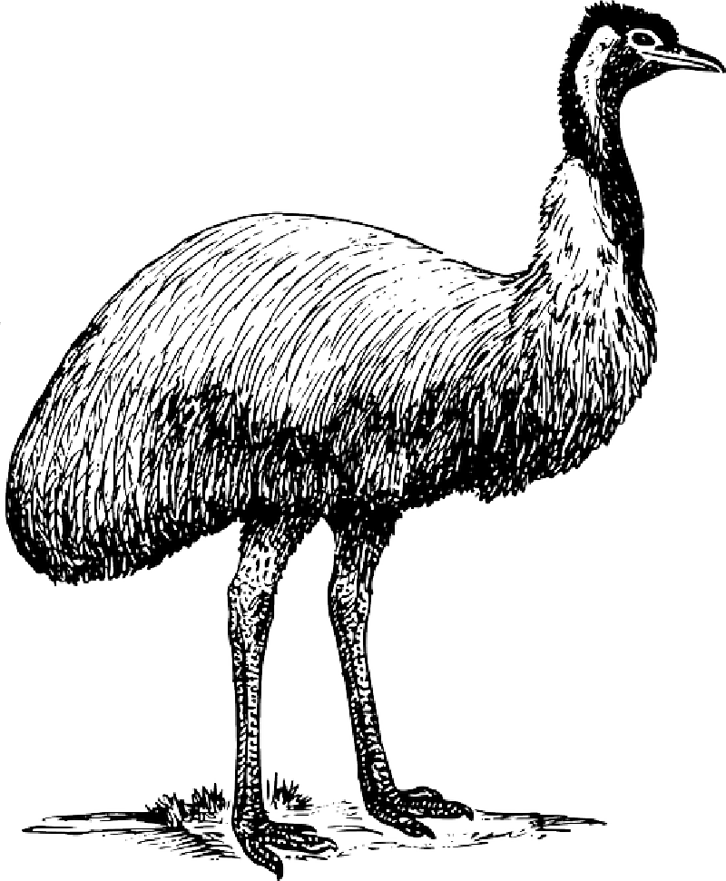 Ostrich clipart colour. Animal png images with