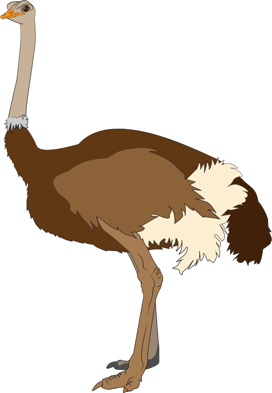  collection of head. Ostrich clipart colour