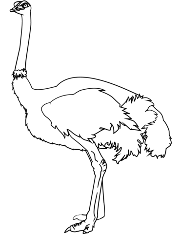 ostrich clipart colouring page