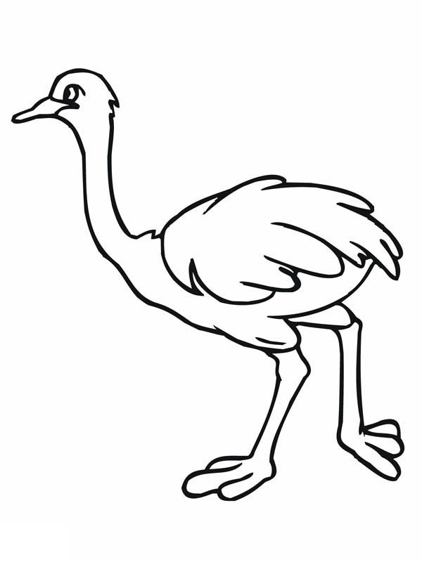 ostrich clipart colouring page
