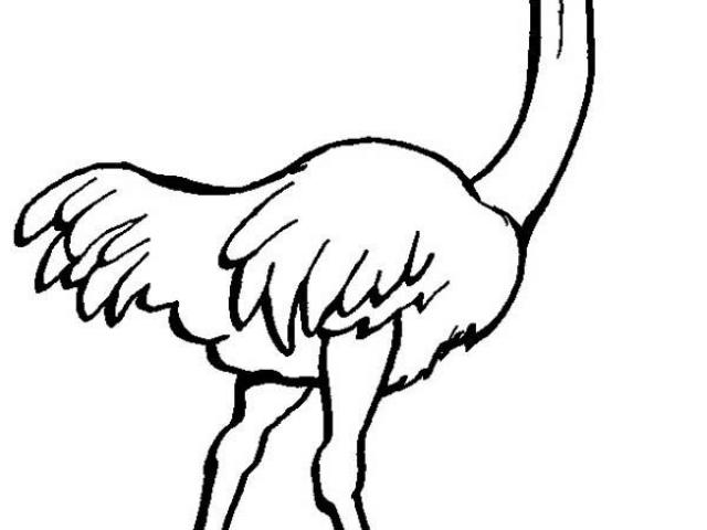ostrich clipart diagram