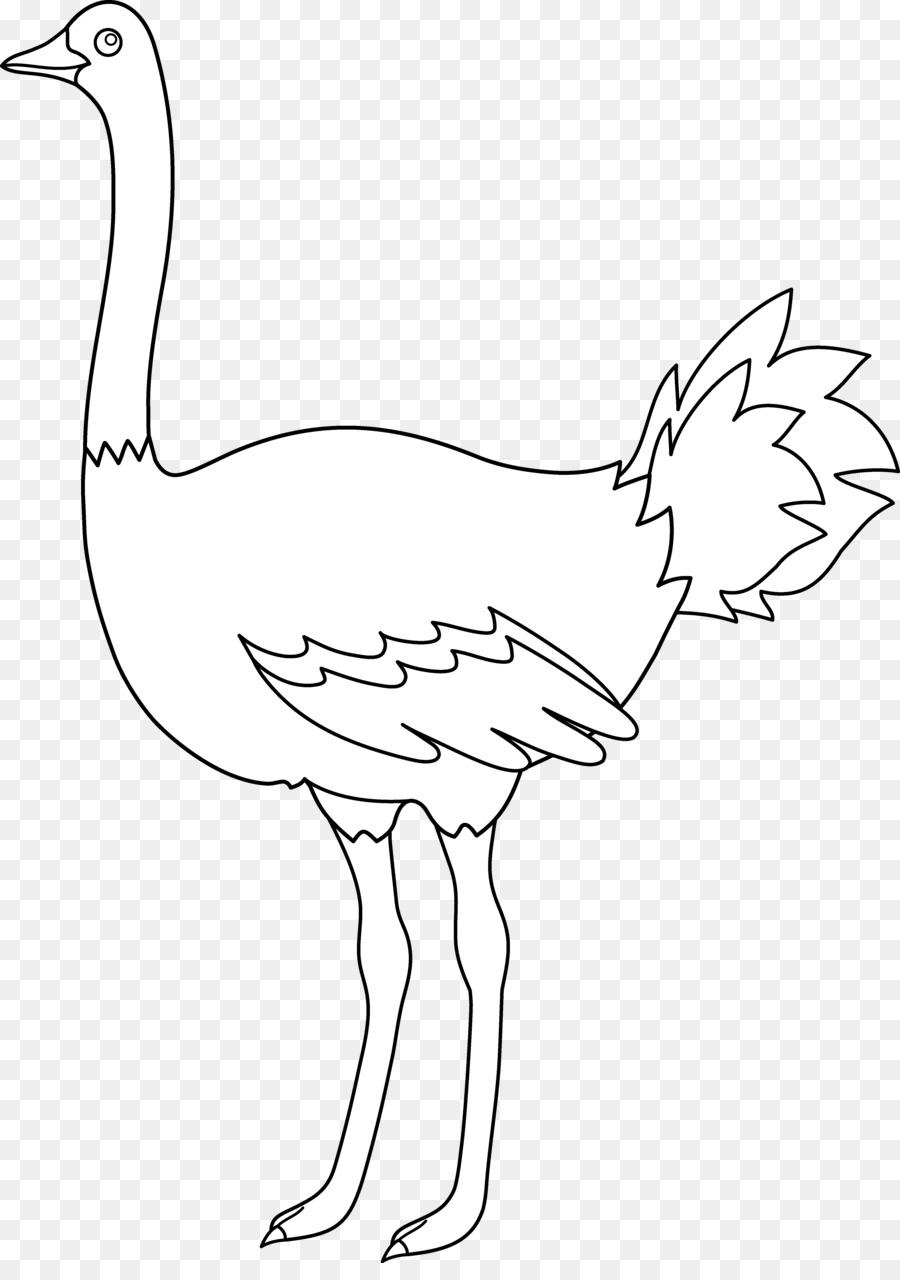 Ostrich clipart drawing. Bird line chicken transparent