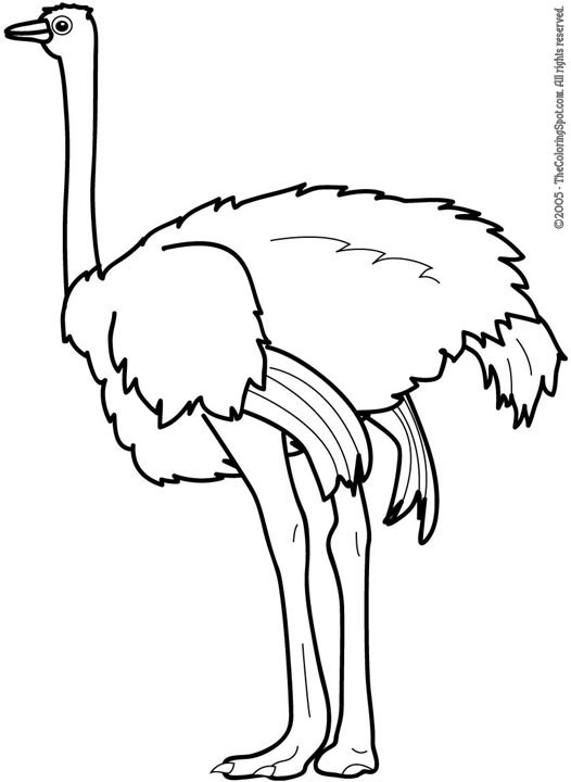 Ostrich clipart drawing. Free download best on