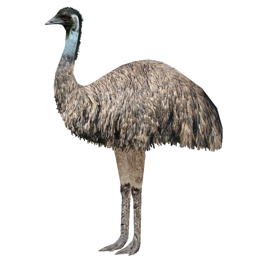 ostrich clipart emu