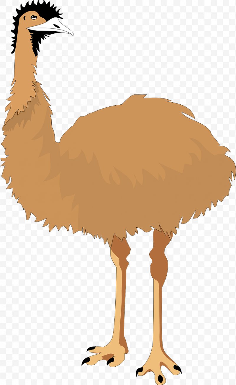ostrich clipart emu