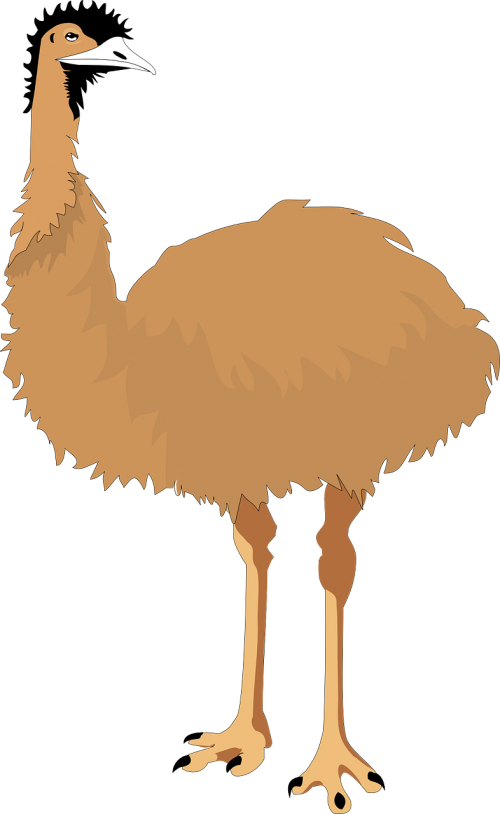 ostrich clipart fast animal