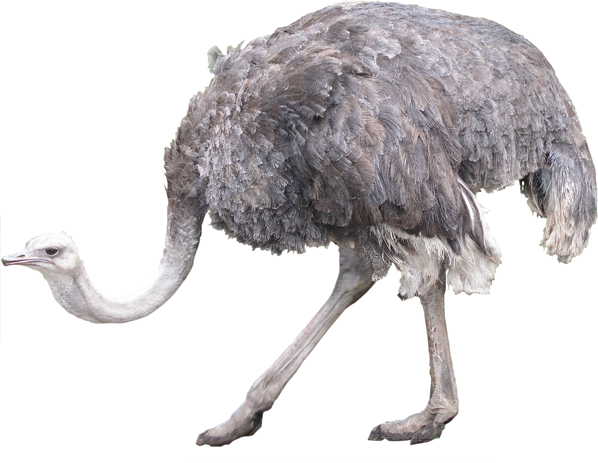 Png picture web icons. Ostrich clipart ostrich bird