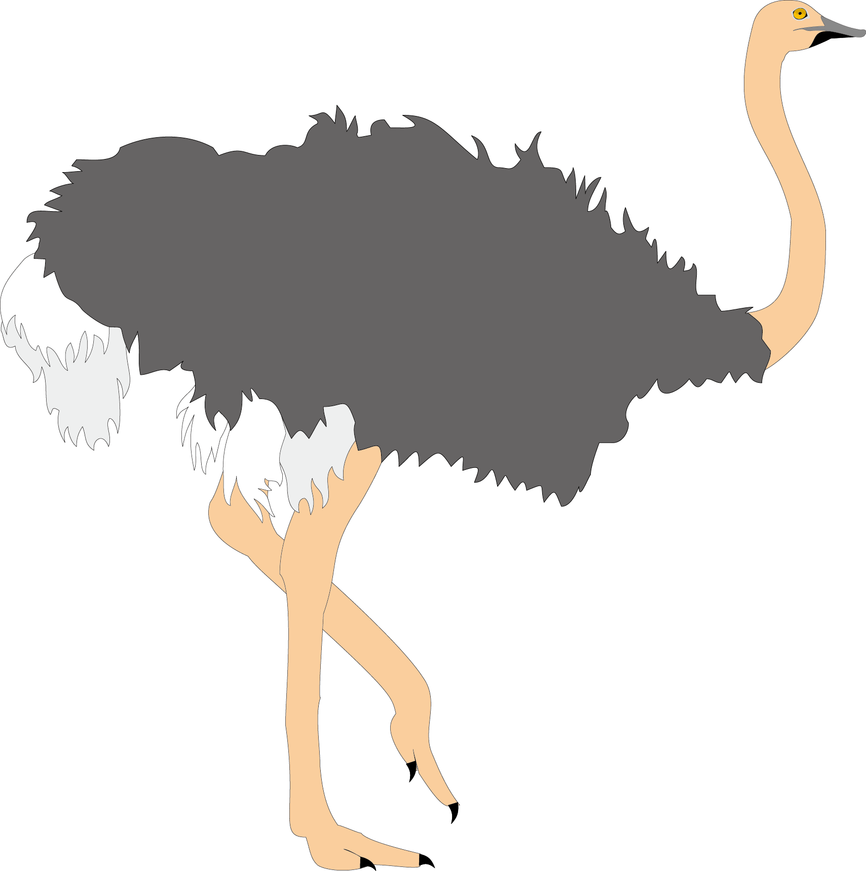 Common clip art ugly. Ostrich clipart ostrich bird