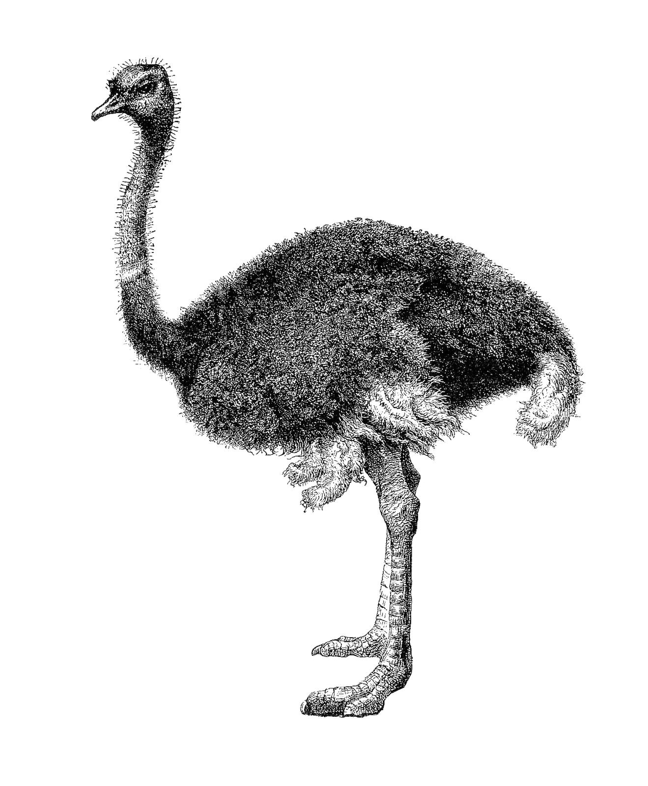Antique images free animal. Ostrich clipart ostrich bird