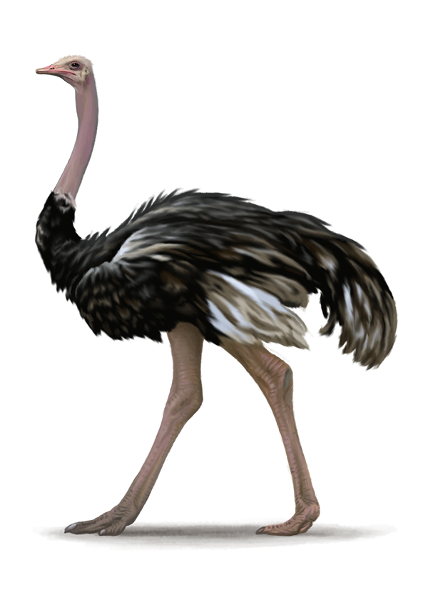 Png transparent images all. Ostrich clipart ostrich bird