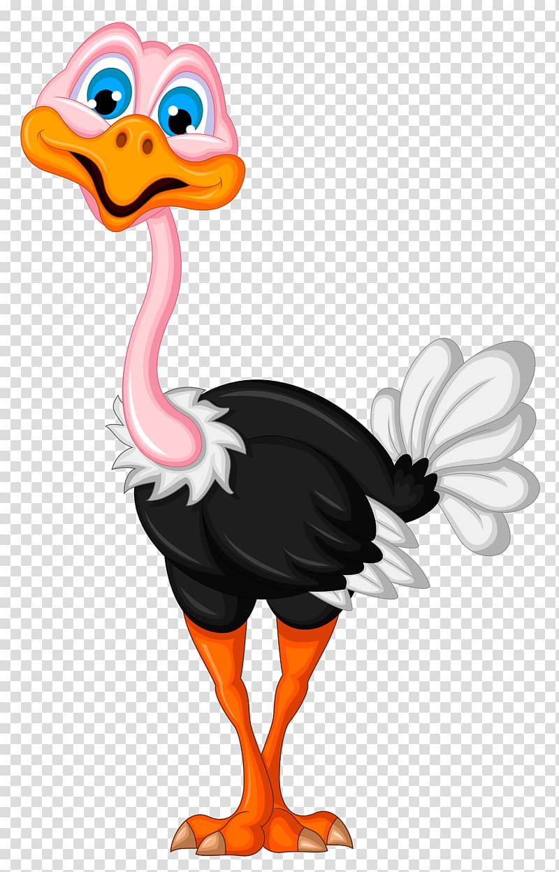 Common transparent background png. Ostrich clipart ostrich bird