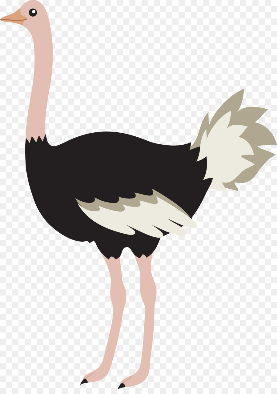 Ostrich clipart ostrich bird. Cartoon png download free