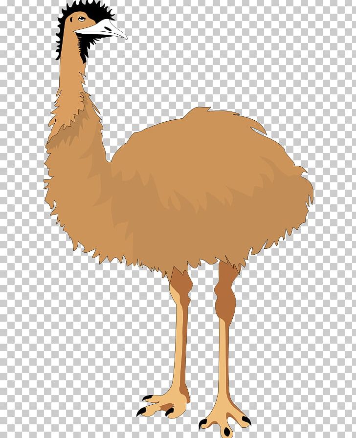 Ostrich clipart ostrich leg. Common bird emu png