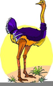 Free images at clker. Ostrich clipart public domain