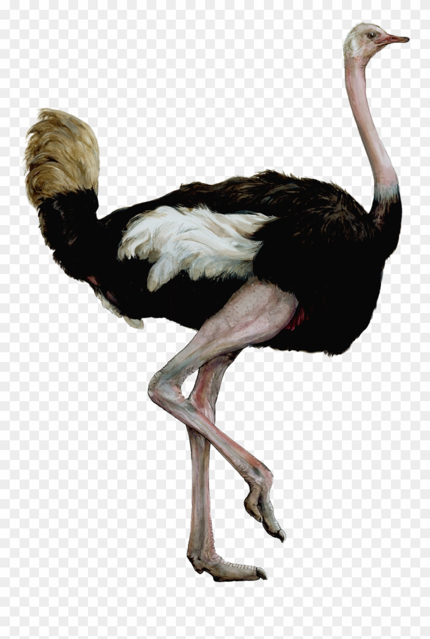 ostrich clipart realistic
