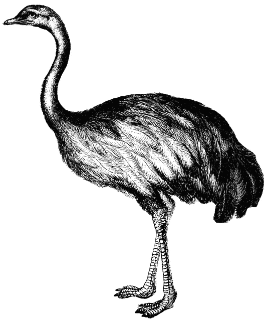 ostrich clipart rhea