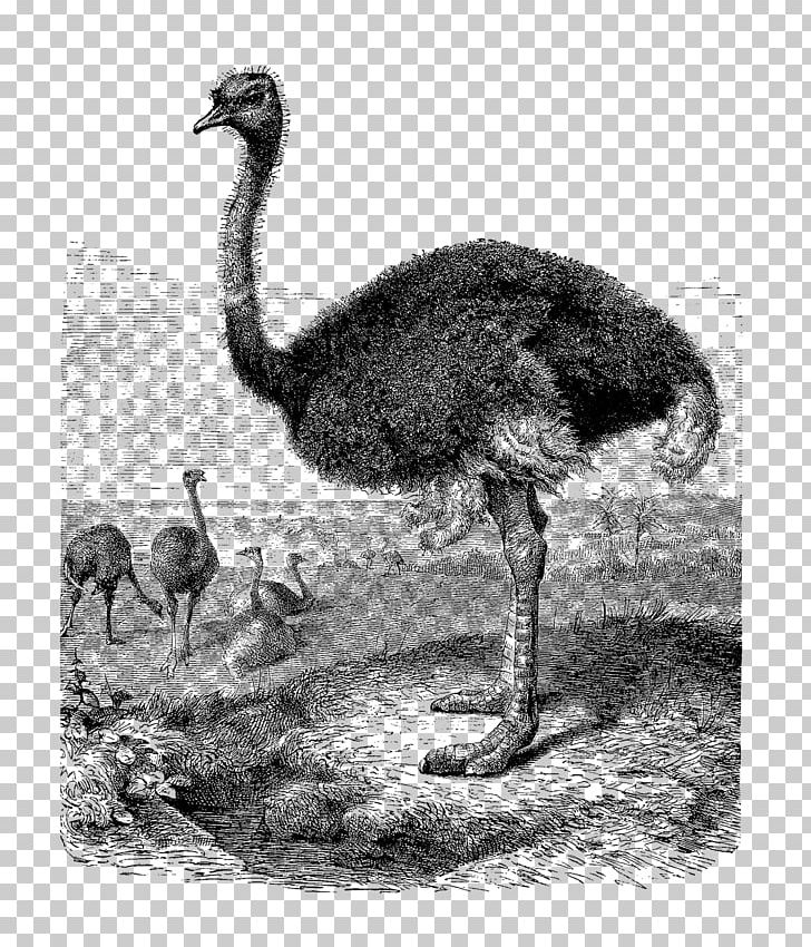 ostrich clipart rhea