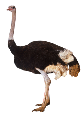 ostrich clipart tall animal