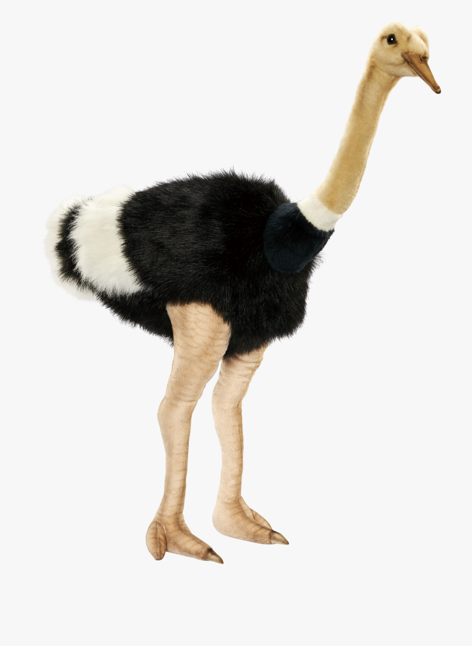 ostrich clipart transparent background