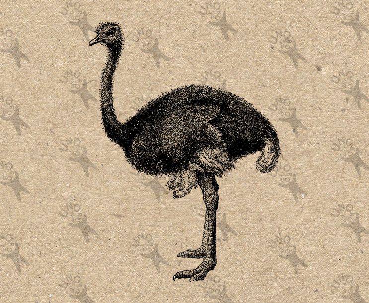 ostrich clipart vintage