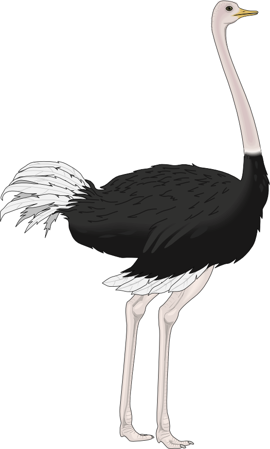 Ostrich white background