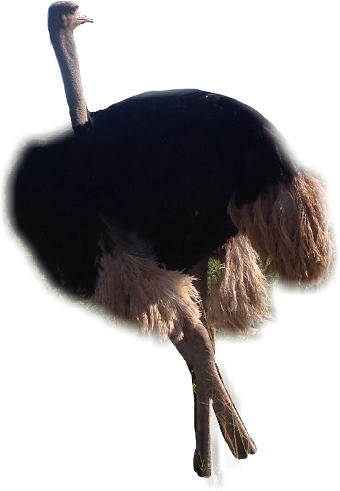 Ostrich clipart ñandu. Popular and trending avestruz