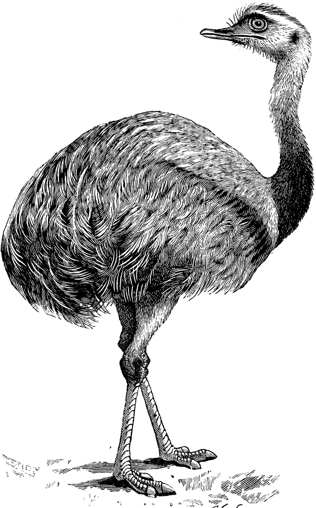 Ostrich clipart ñandu. Nandu etc 