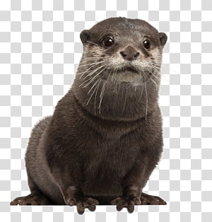 otter clipart brown