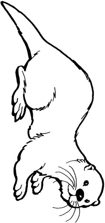 otter clipart sketch
