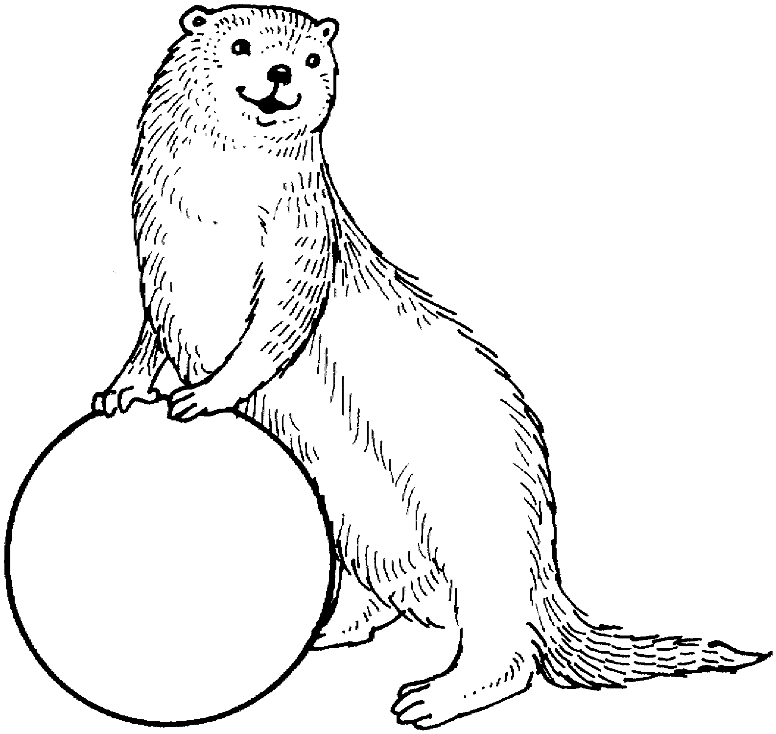 Free coloring pages . Otter clipart standing