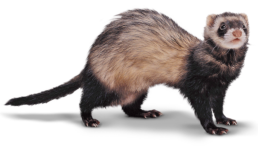 otter clipart weasel