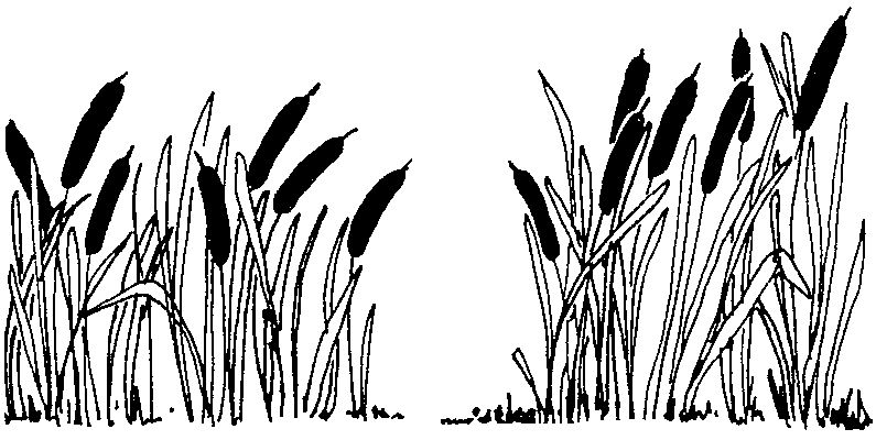 Plants vectors art . Outdoors clipart swamp grass
